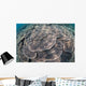 Shallow Hard Coral Garden Wall Decal Design 3