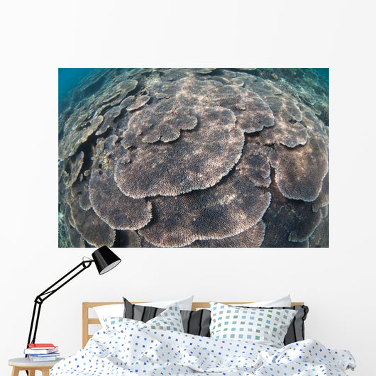 Shallow Hard Coral Garden Wall Decal Design 3