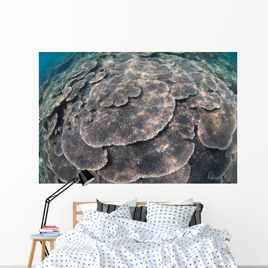 Shallow Hard Coral Garden Wall Decal Design 3
