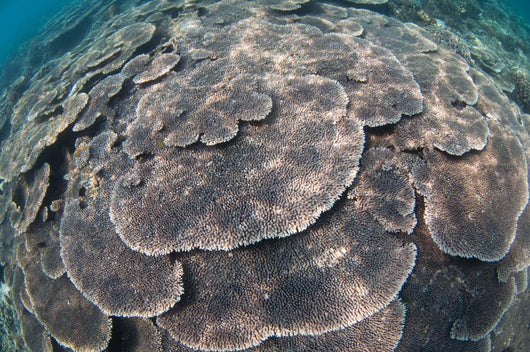 Shallow Hard Coral Garden Wall Decal Design 3