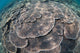 Shallow Hard Coral Garden Wall Decal Design 3