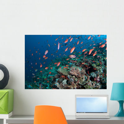 Several Species Small Schooling Wall Decal Design 6 shown on a wall