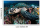 Hawksbill Sea Turtle Portrait Wall Decal Design 2