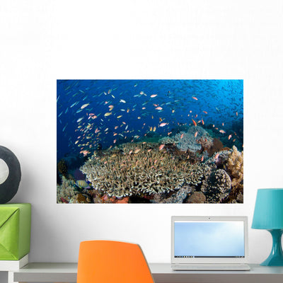 Several Species Small Schooling Wall Decal Design 1 shown on a wall