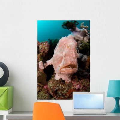 Giant Frogfish Portrait Wall Decal shown on a wall