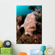 Giant Frogfish Portrait Wall Decal