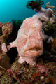 Giant Frogfish Portrait Wall Decal