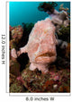 Giant Frogfish Portrait Wall Decal