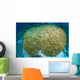 Hard Coral Midst Bleaching Wall Decal