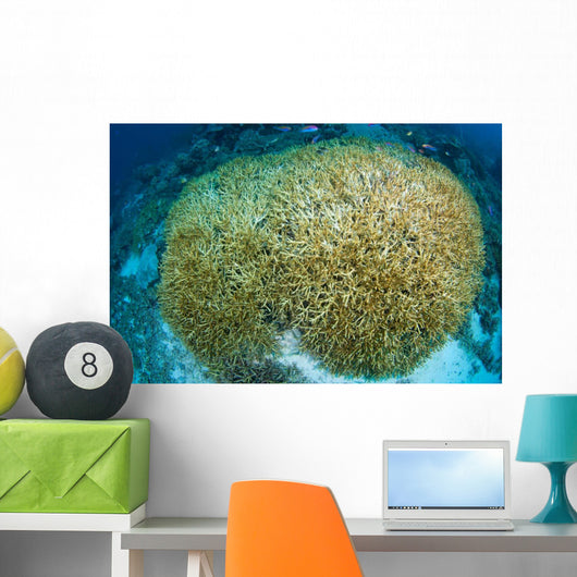Hard Coral Midst Bleaching Wall Decal