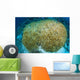Hard Coral Midst Bleaching Wall Decal
