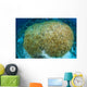 Hard Coral Midst Bleaching Wall Decal