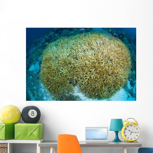Hard Coral Midst Bleaching Wall Decal