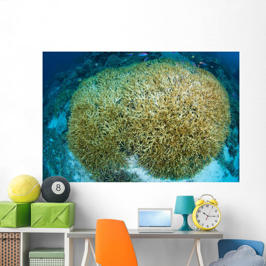 Hard Coral Midst Bleaching Wall Decal