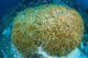 Hard Coral Midst Bleaching Wall Decal