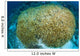 Hard Coral Midst Bleaching Wall Decal
