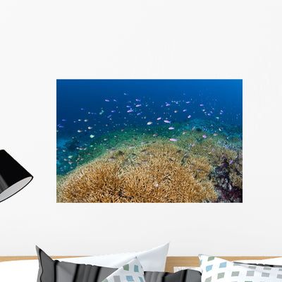 Reef Fish Hover over Wall Decal shown on a wall