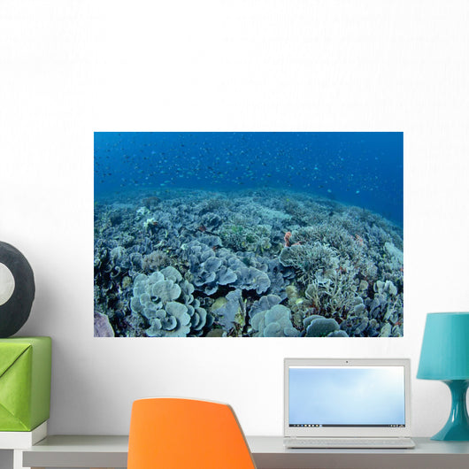 Shallow Hard Coral Garden Wall Decal Design 2