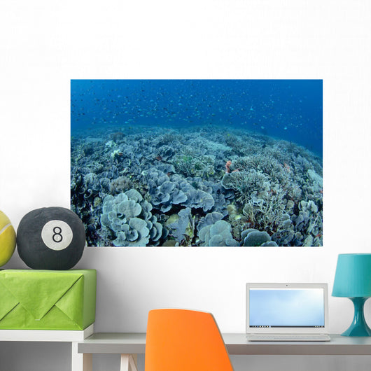 Shallow Hard Coral Garden Wall Decal Design 2