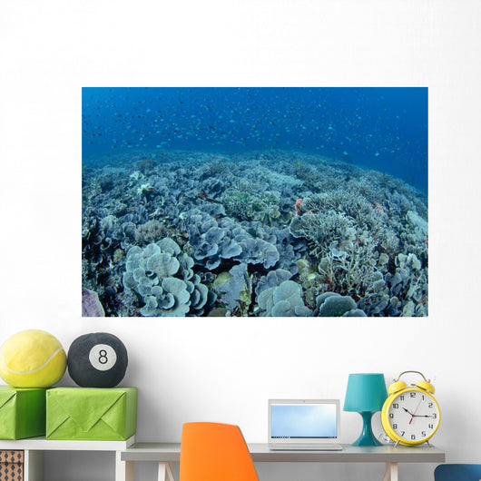 Shallow Hard Coral Garden Wall Decal Design 2