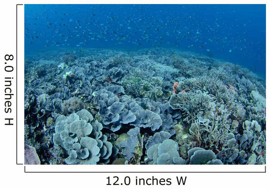 Shallow Hard Coral Garden Wall Decal Design 2