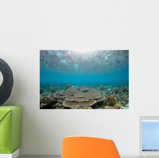 Reflection Surface Shallow Hard Wall Decal