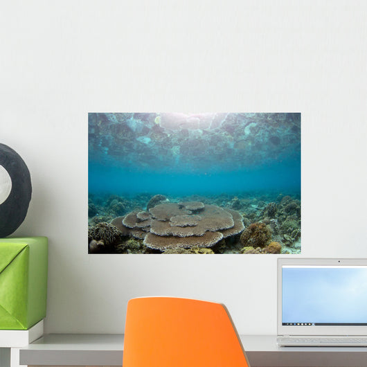 Reflection Surface Shallow Hard Wall Decal