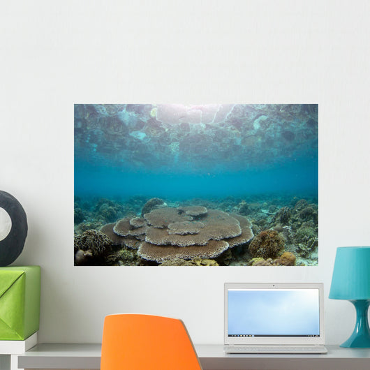 Reflection Surface Shallow Hard Wall Decal