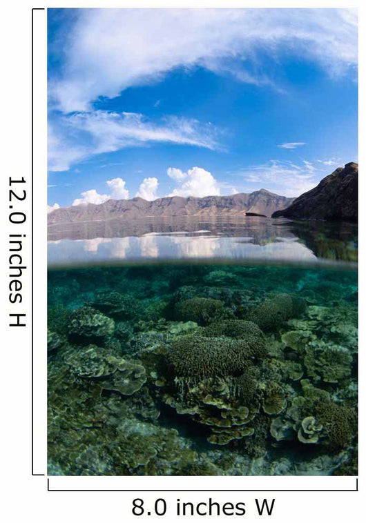 Shallow Hard Coral Reef Wall Decal