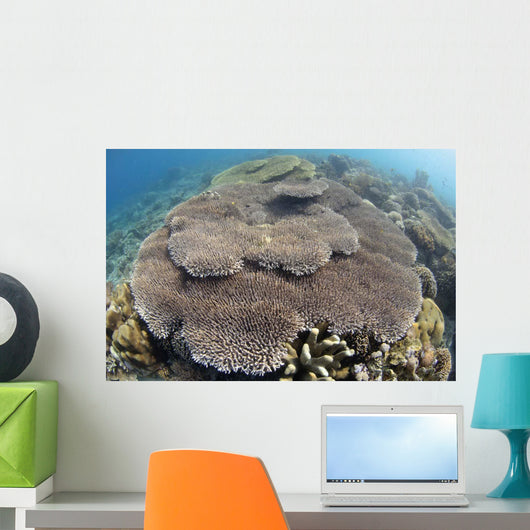 Shallow Hard Coral Garden Wall Decal Design 1