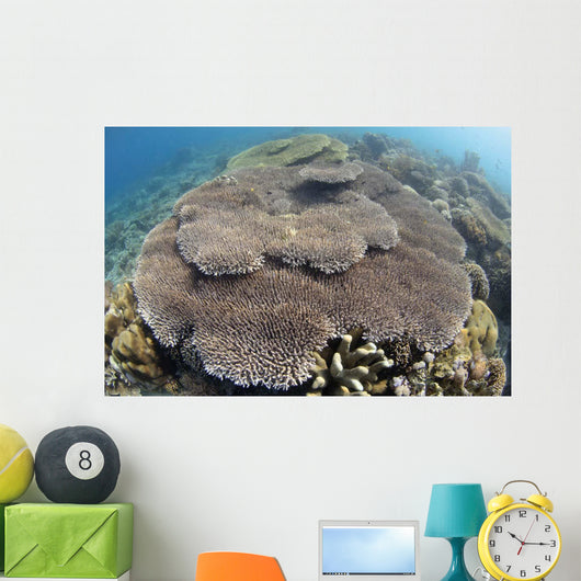 Shallow Hard Coral Garden Wall Decal Design 1