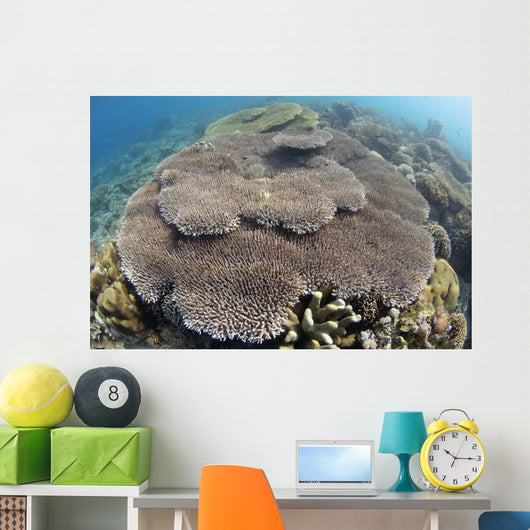 Shallow Hard Coral Garden Wall Decal Design 1