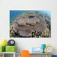 Shallow Hard Coral Garden Wall Decal Design 1