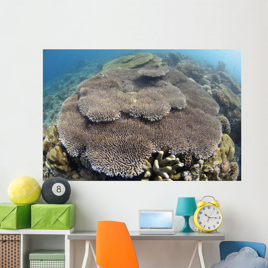 Shallow Hard Coral Garden Wall Decal Design 1