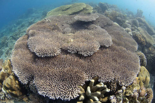 Shallow Hard Coral Garden Wall Decal Design 1