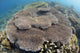 Shallow Hard Coral Garden Wall Decal Design 1