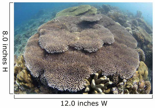Shallow Hard Coral Garden Wall Decal Design 1