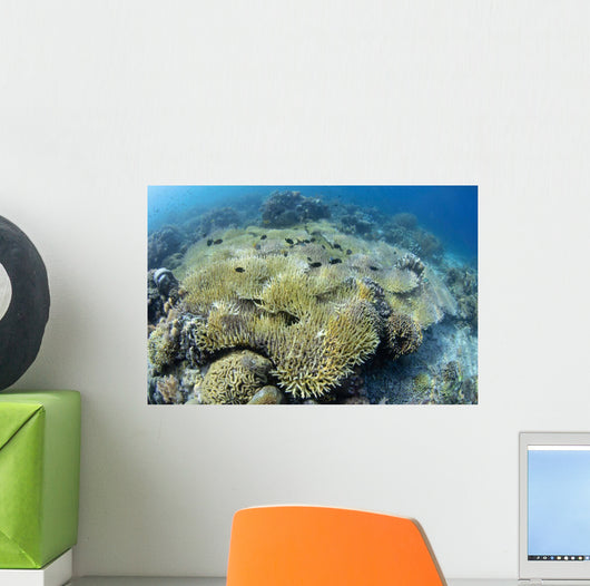 Coral Bleaching Shallow Hard Wall Decal
