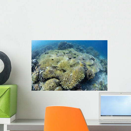 Coral Bleaching Shallow Hard Wall Decal