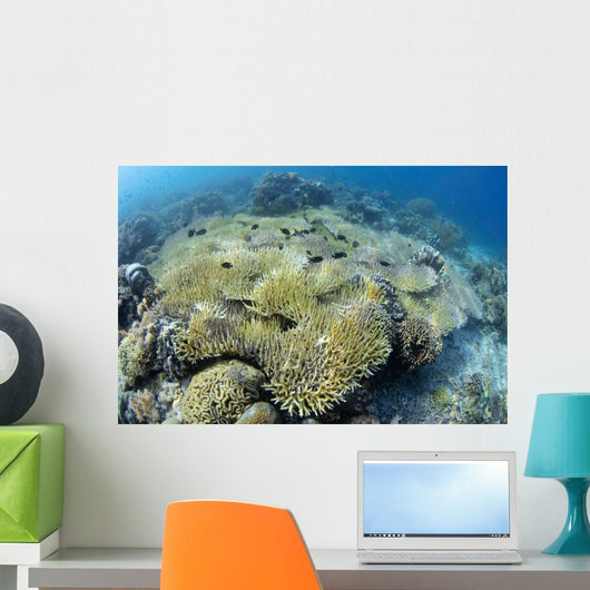 Coral Bleaching Shallow Hard Wall Decal