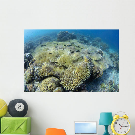 Coral Bleaching Shallow Hard Wall Decal