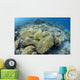 Coral Bleaching Shallow Hard Wall Decal