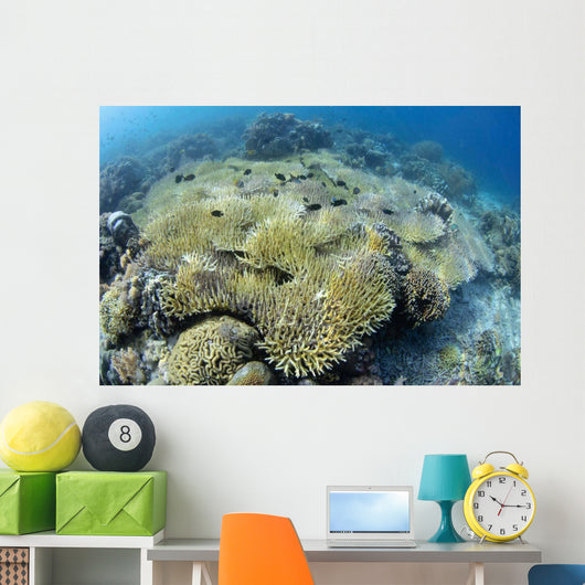 Coral Bleaching Shallow Hard Wall Decal