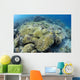 Coral Bleaching Shallow Hard Wall Decal