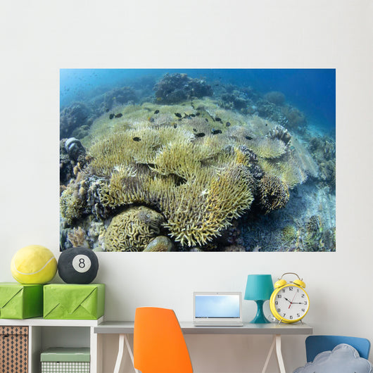 Coral Bleaching Shallow Hard Wall Decal
