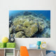 Coral Bleaching Shallow Hard Wall Decal