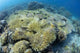 Coral Bleaching Shallow Hard Wall Decal