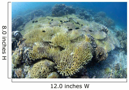 Coral Bleaching Shallow Hard Wall Decal