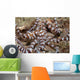 Wunderpus Octopus Sand Wall Decal