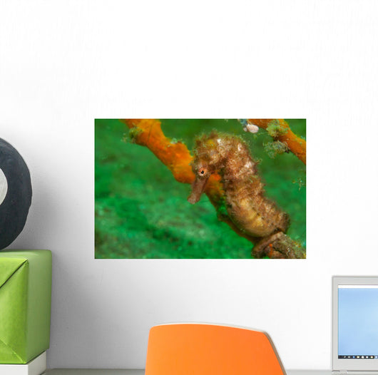 Thorny Seahorse Hippocampus Hystrix Wall Decal Design 1